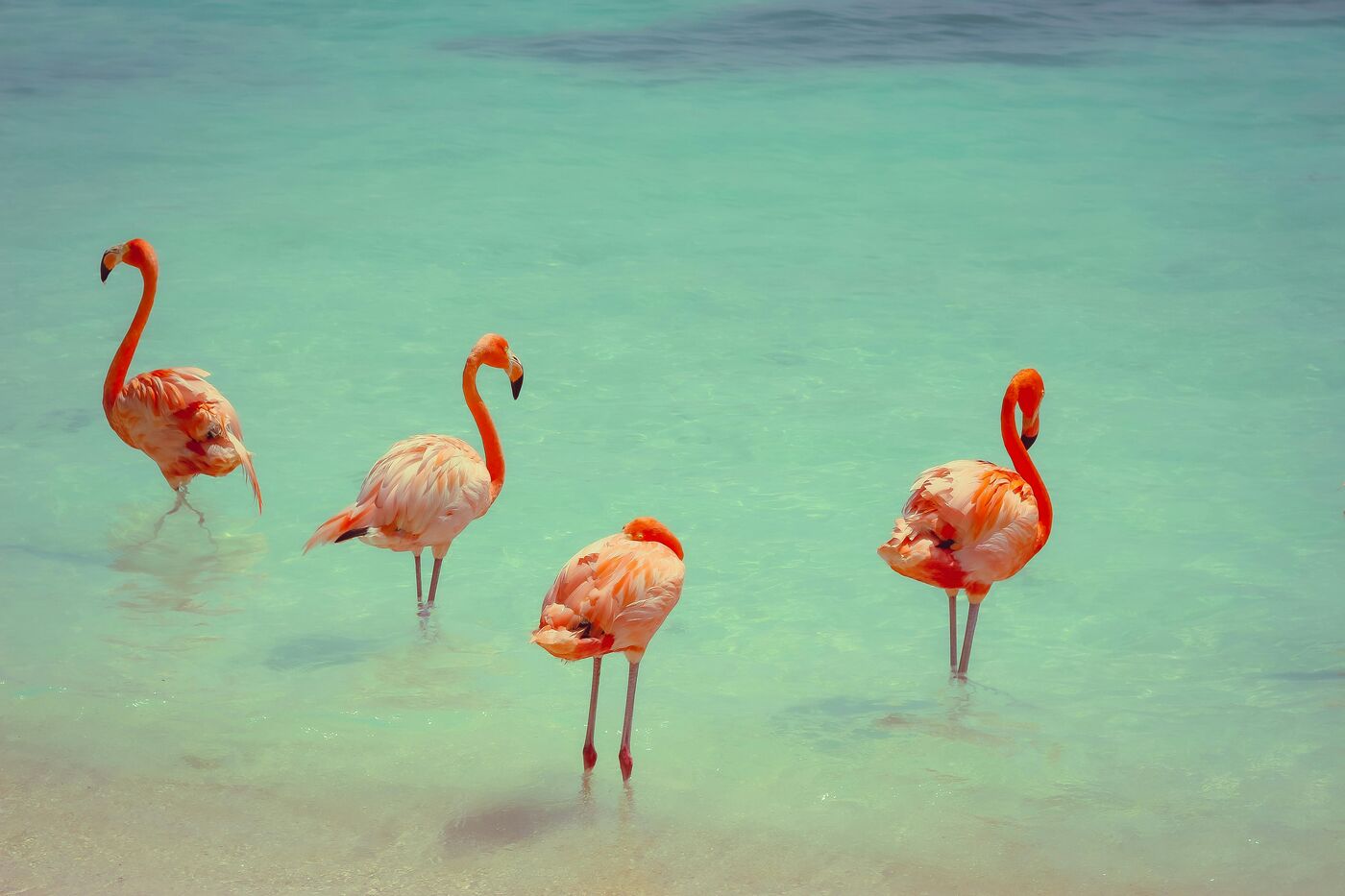 Aruba, Eagle Beach palmeras