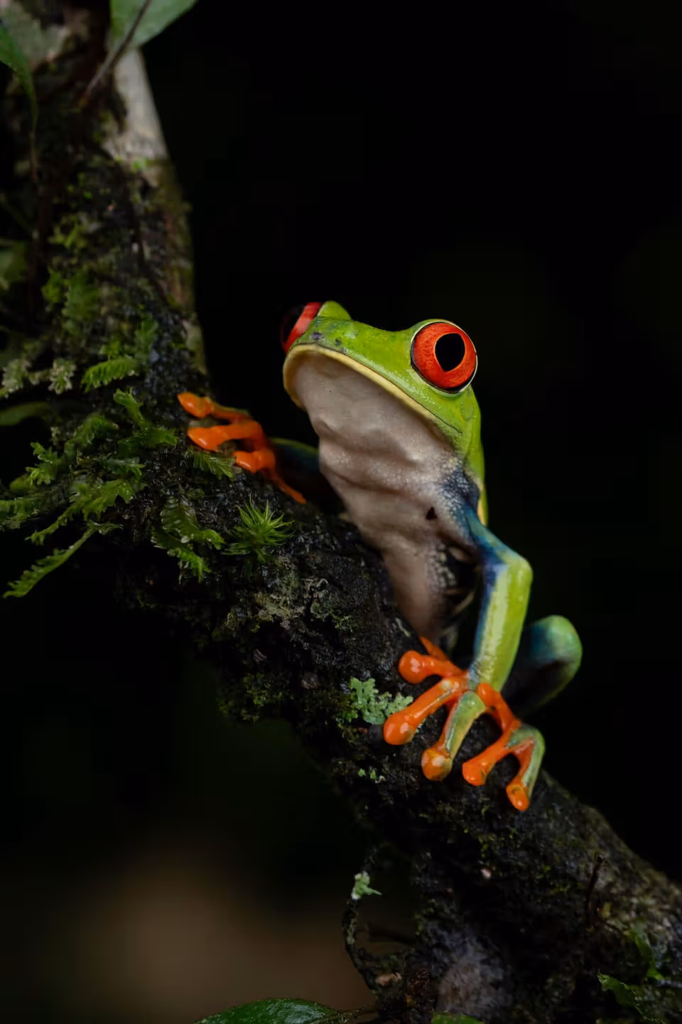 Península de Osa y Corcovado · Costa Rica