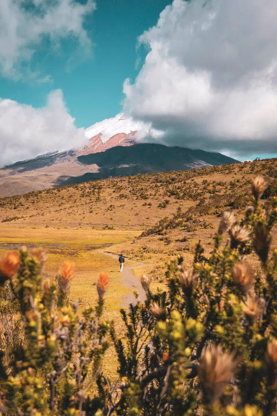 Ecuador · CocoVolare